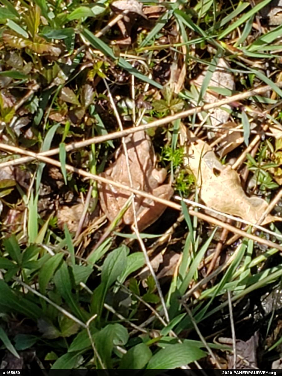 Wood Frog