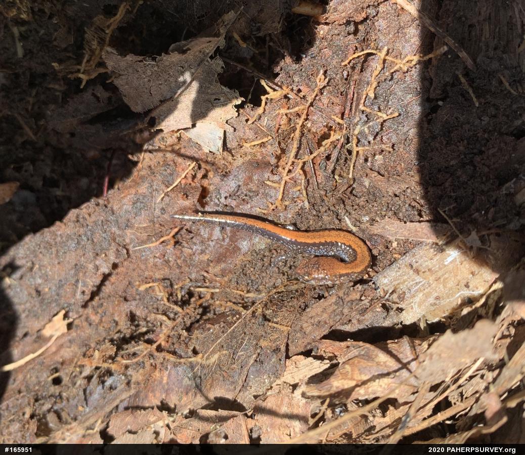 Eastern Red-backed  Salamander