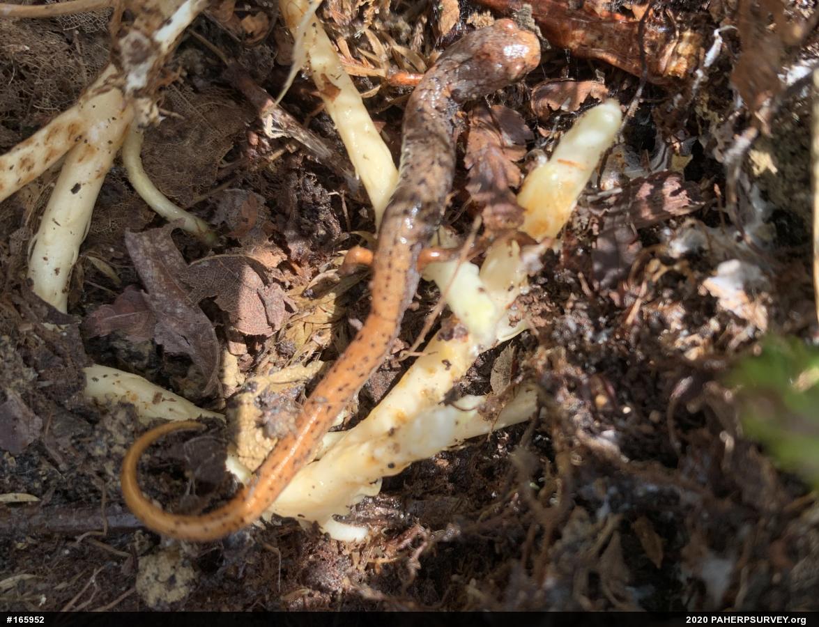 Four-toed Salamander