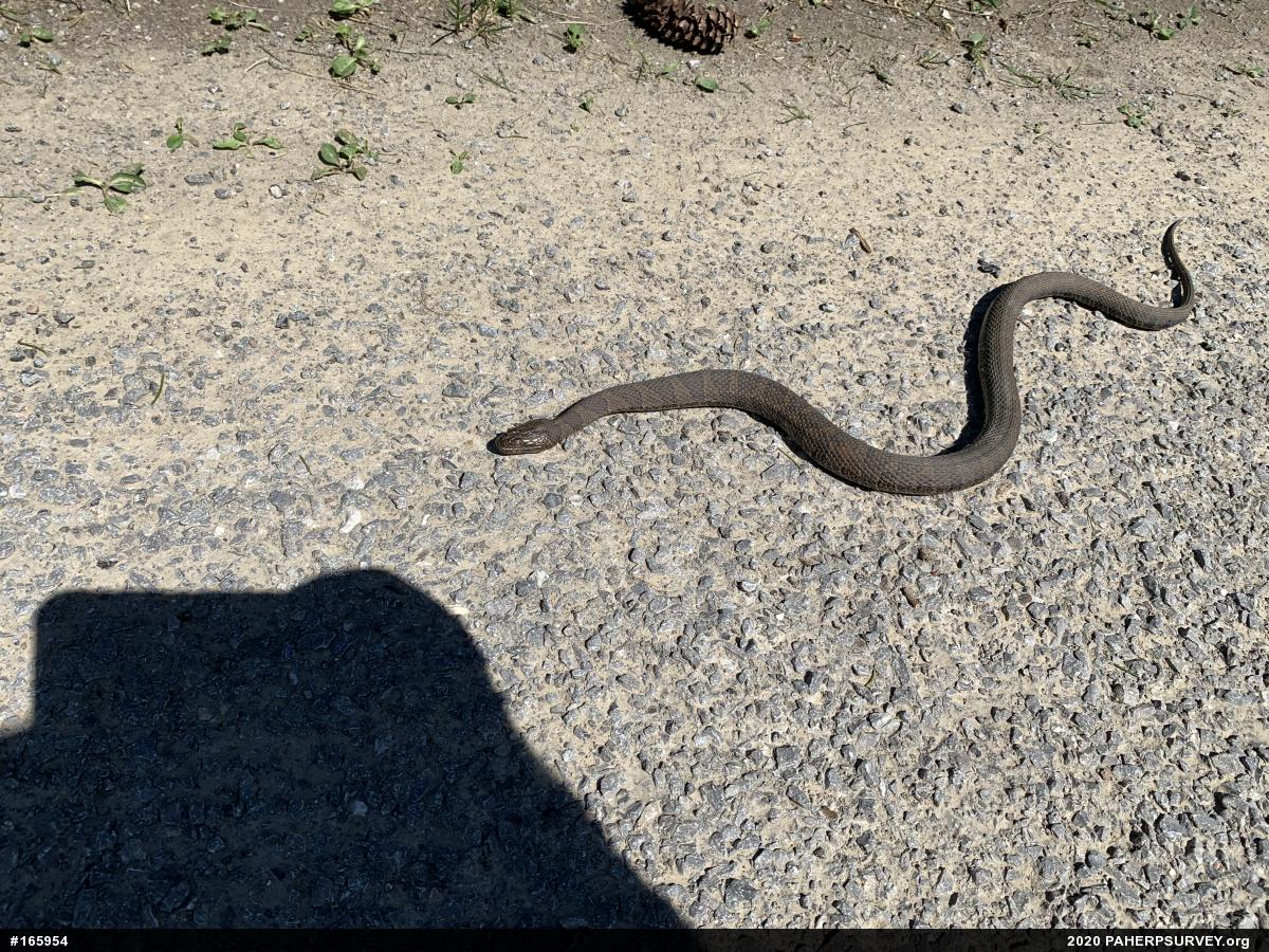 Northern Watersnake