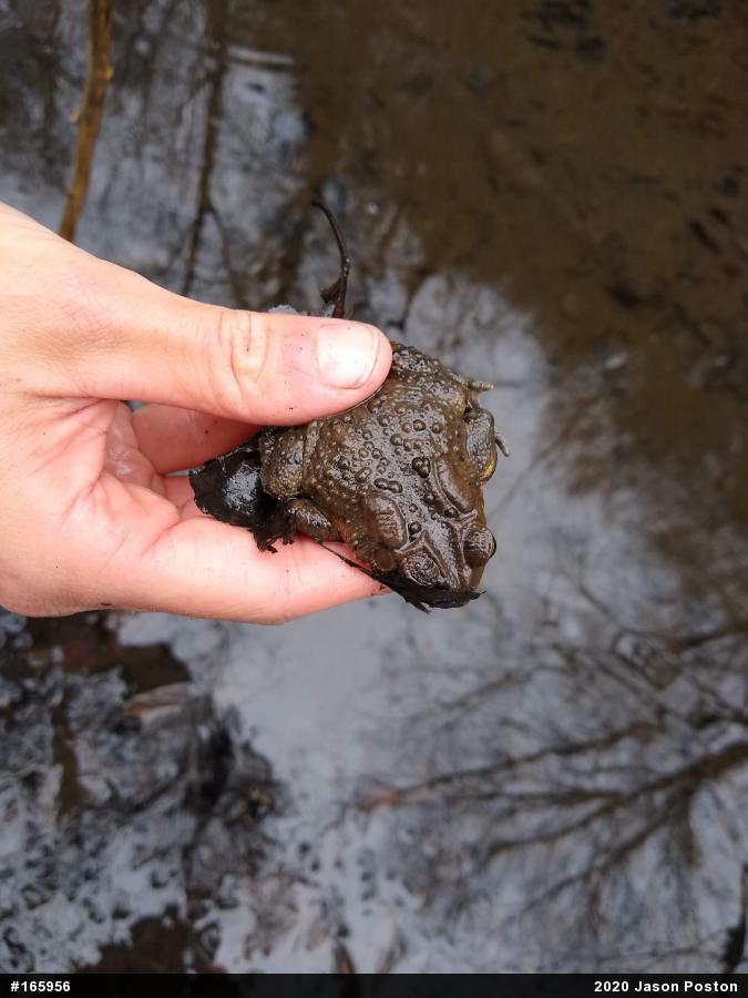 Eastern American Toad