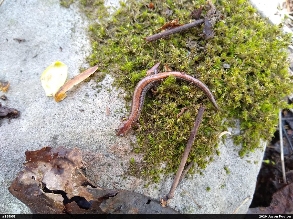 Eastern Red-backed  Salamander