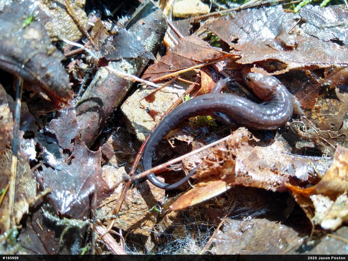 Allegheny Mountain Dusky Salamander