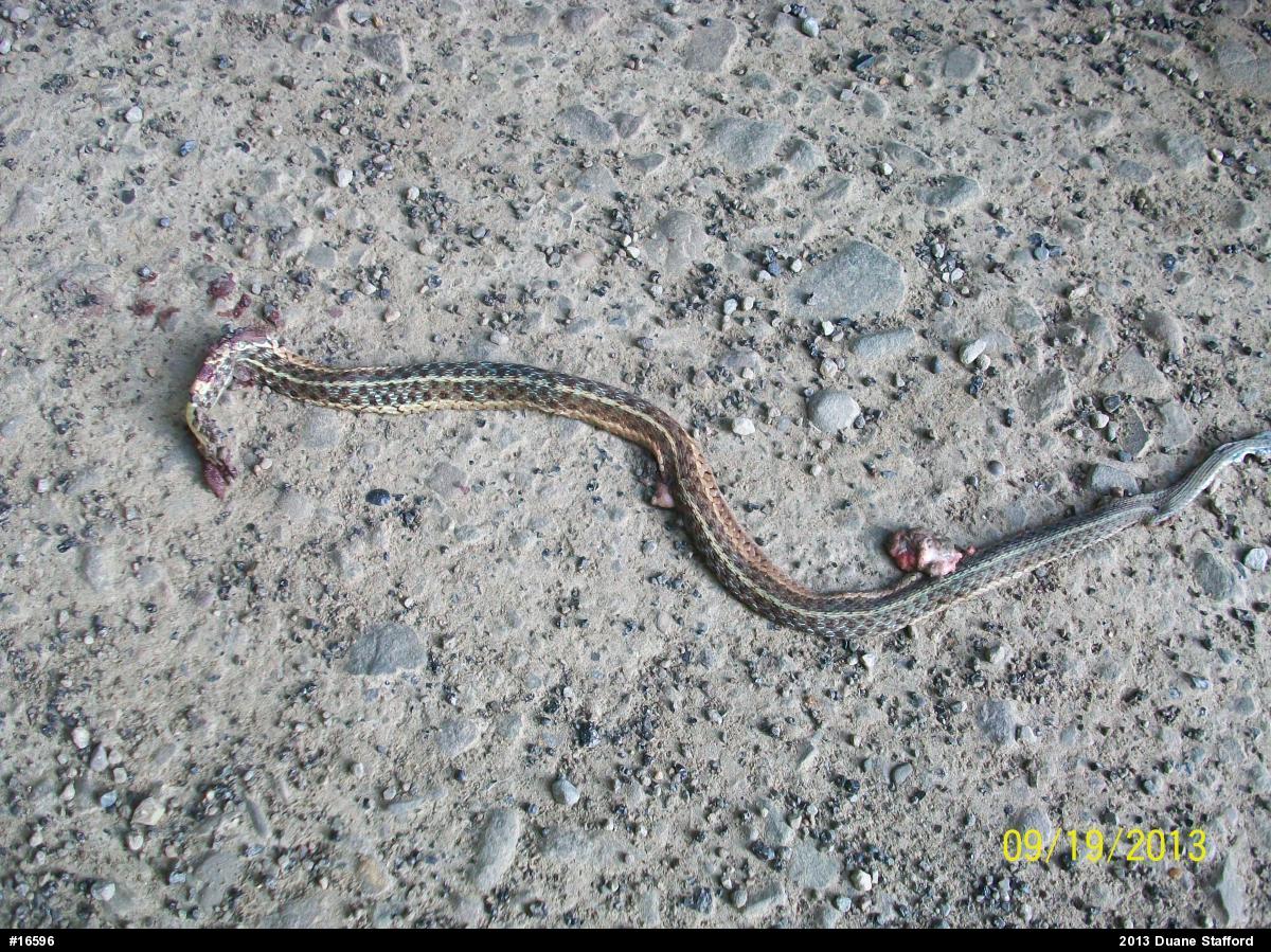 Eastern Gartersnake