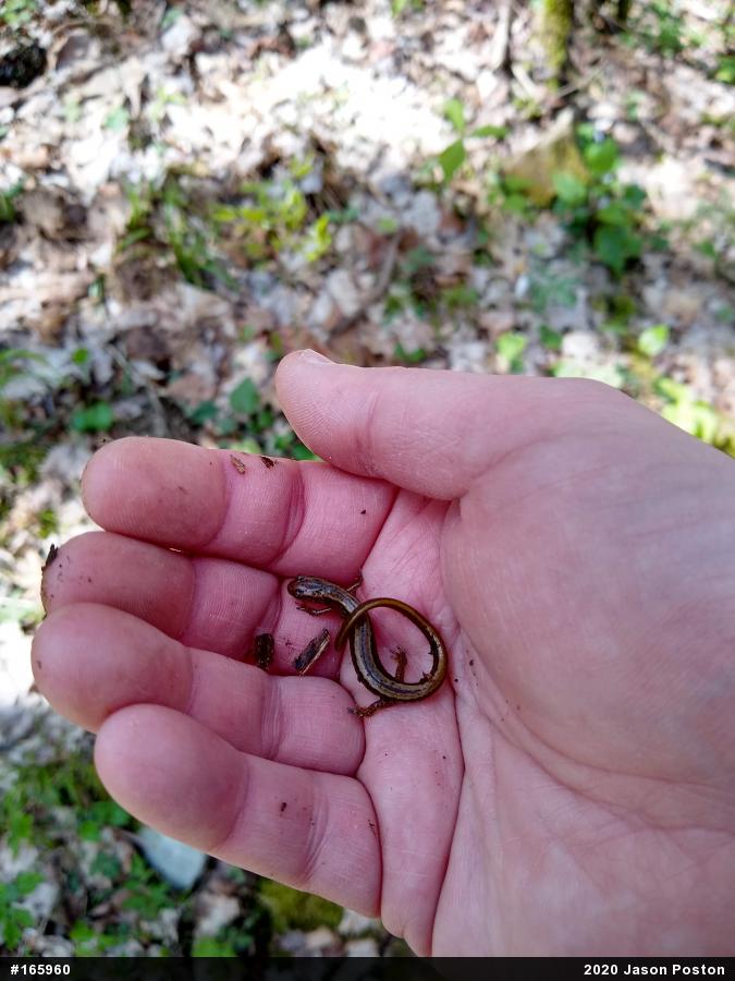 Northern Two-lined Salamander