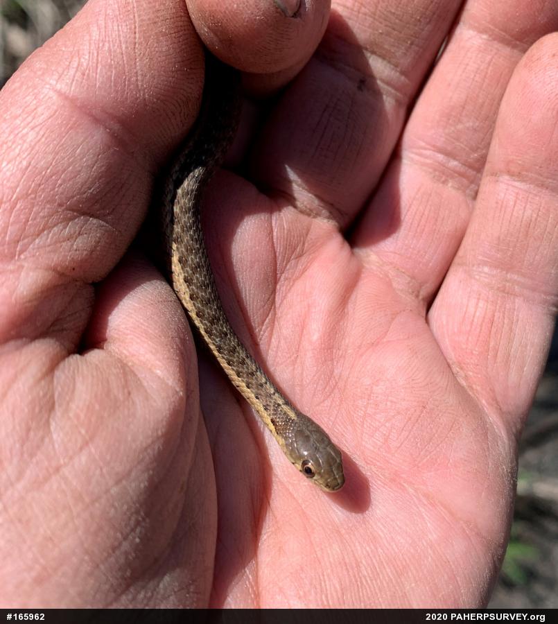 Eastern Gartersnake
