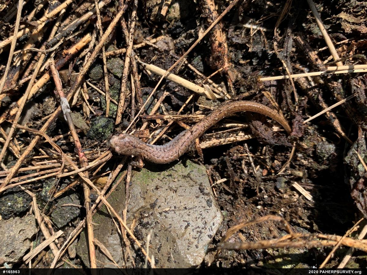 Four-toed Salamander