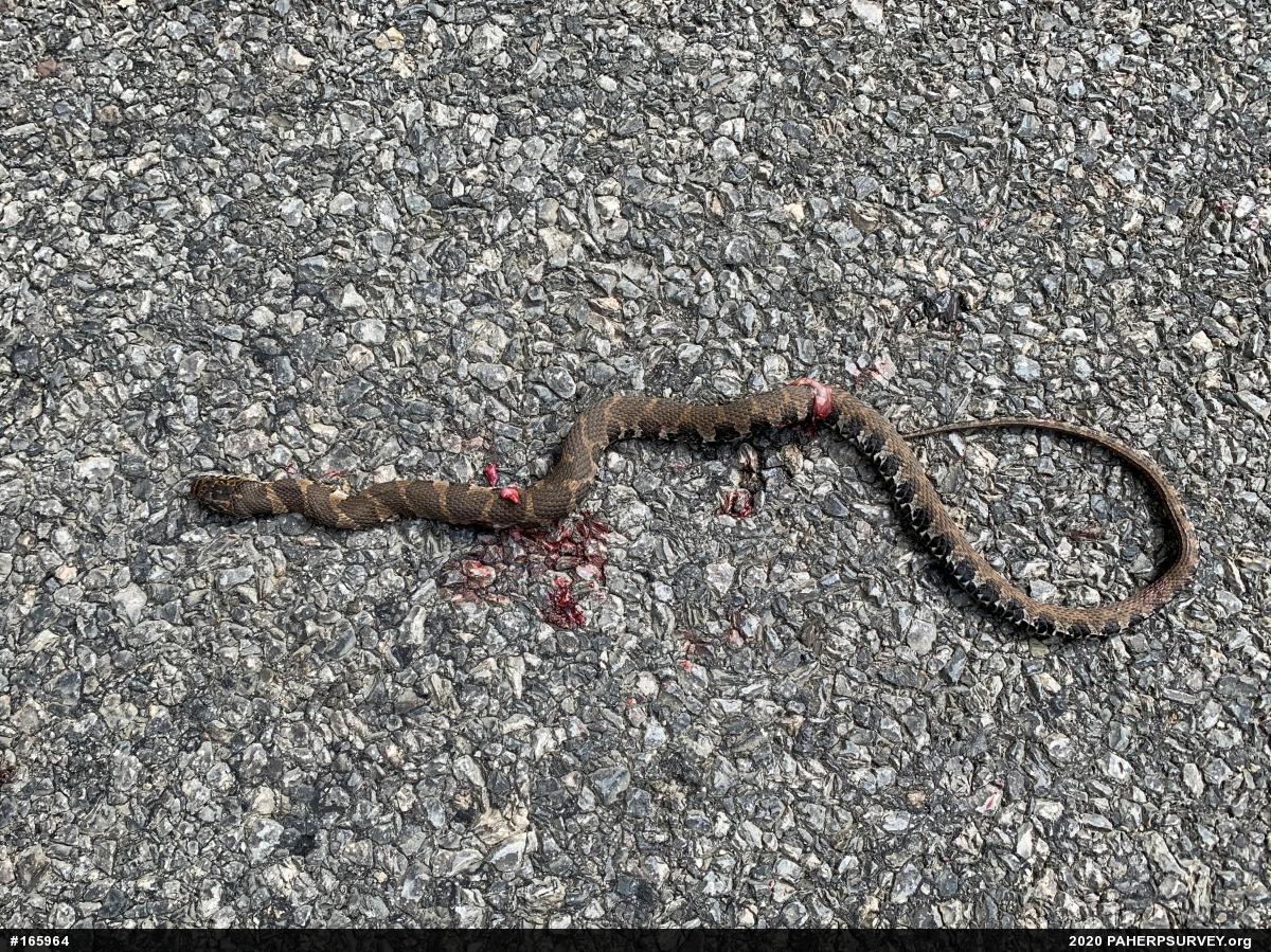 Northern Watersnake