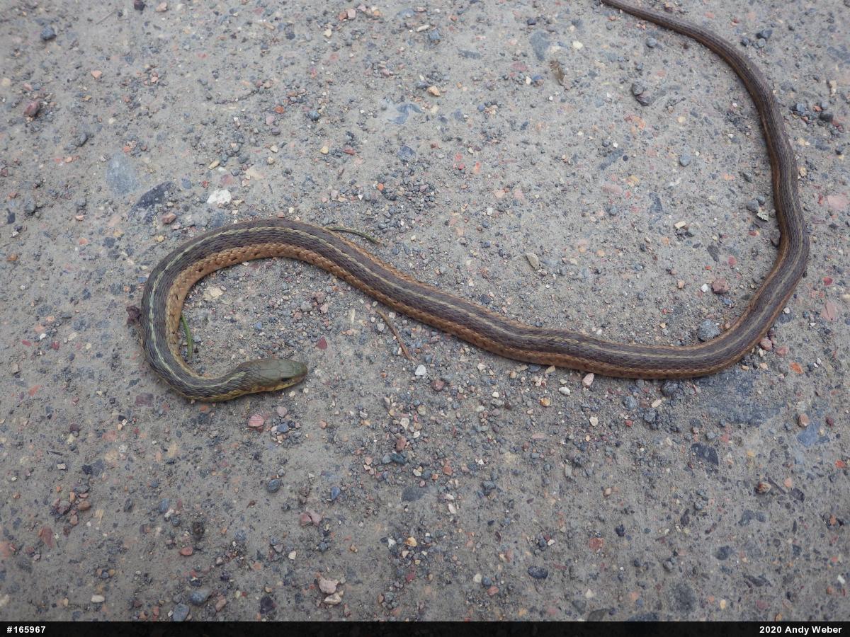 Eastern Gartersnake