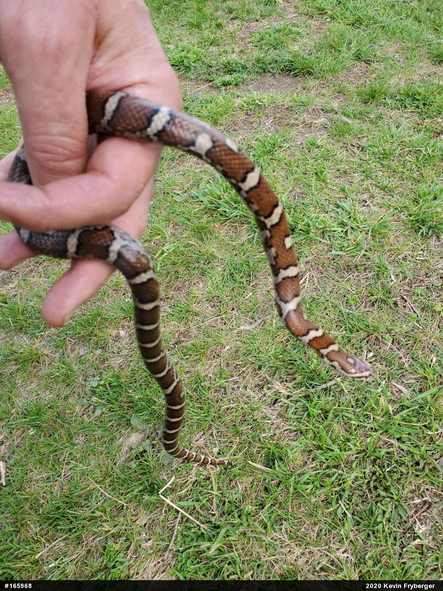 Eastern Milksnake