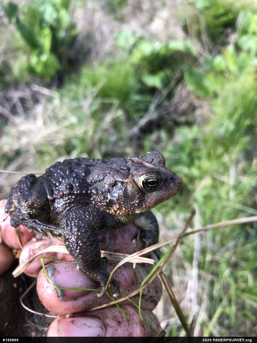 Eastern American Toad