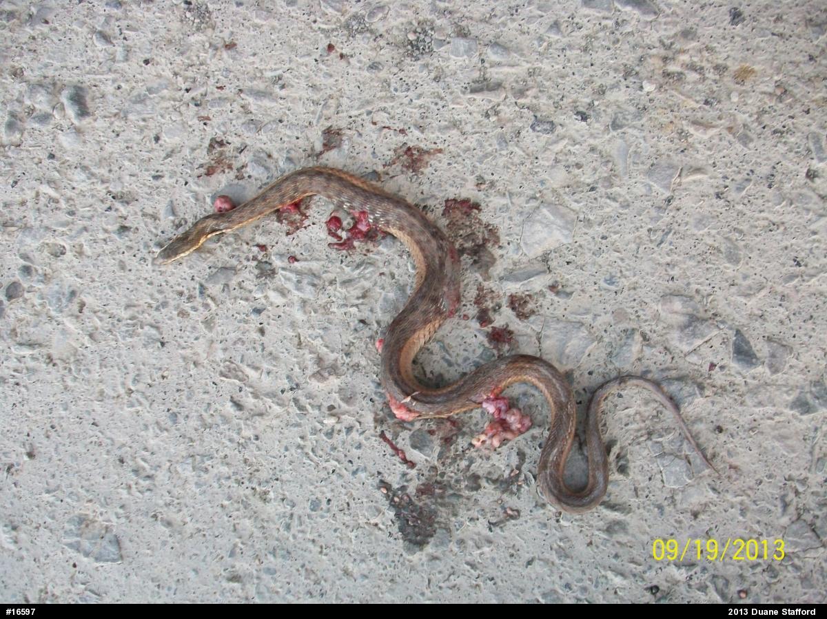 Eastern Gartersnake