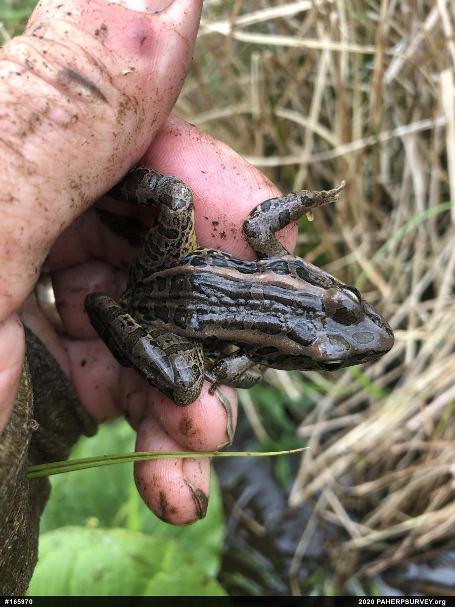 Pickerel Frog