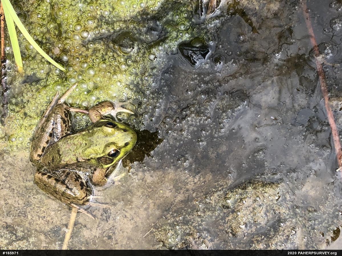 Green Frog