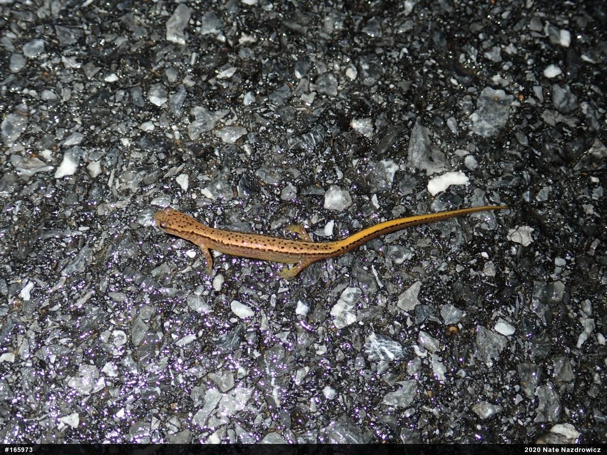 Northern Two-lined Salamander