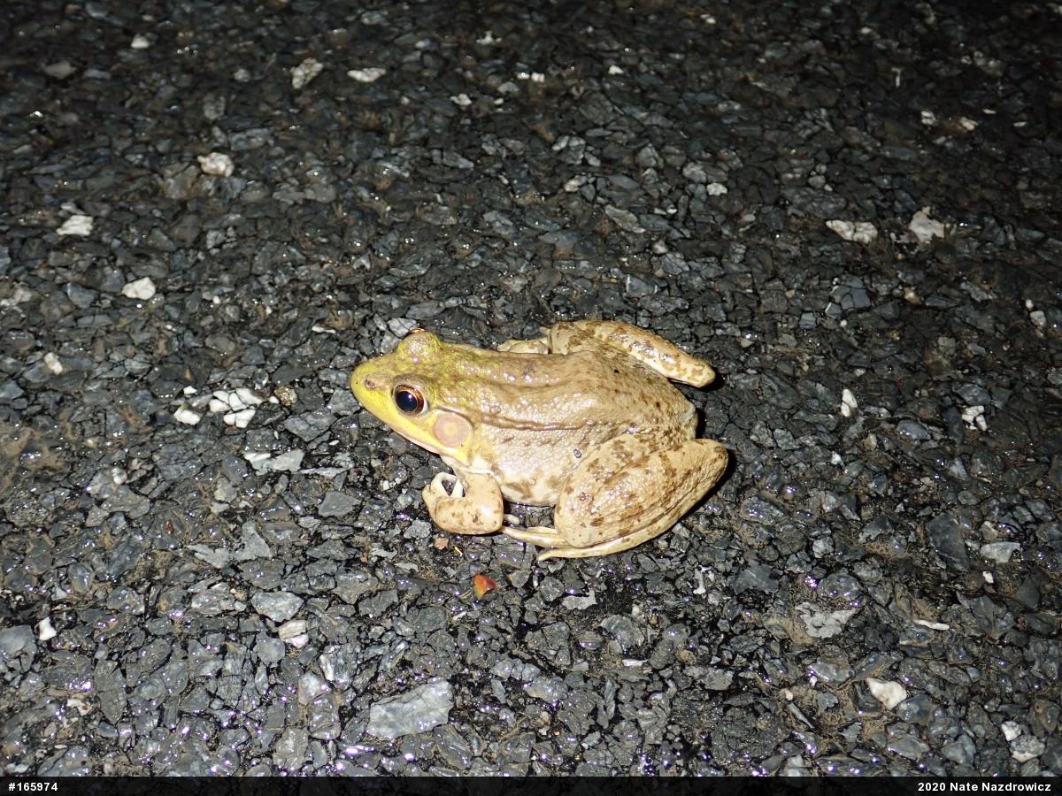 Green Frog