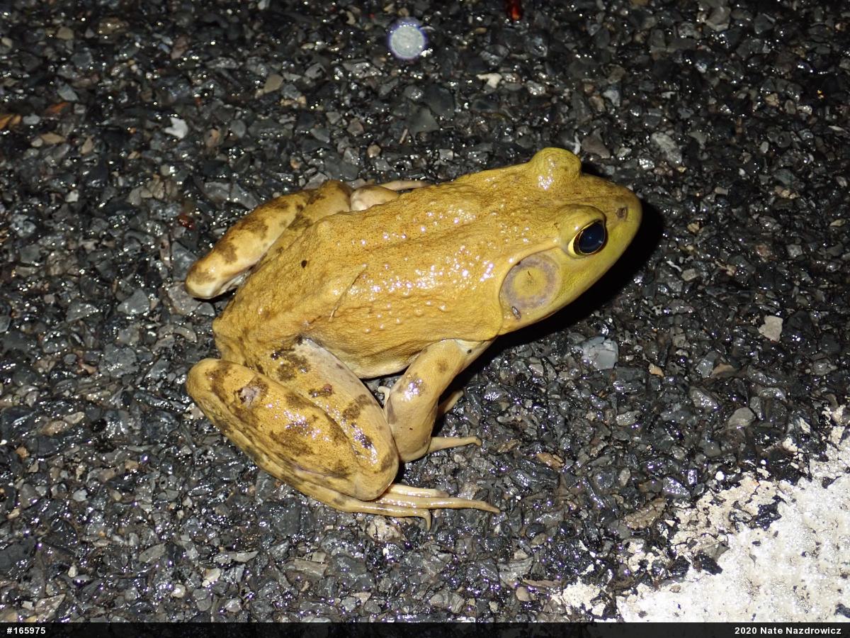 American Bullfrog