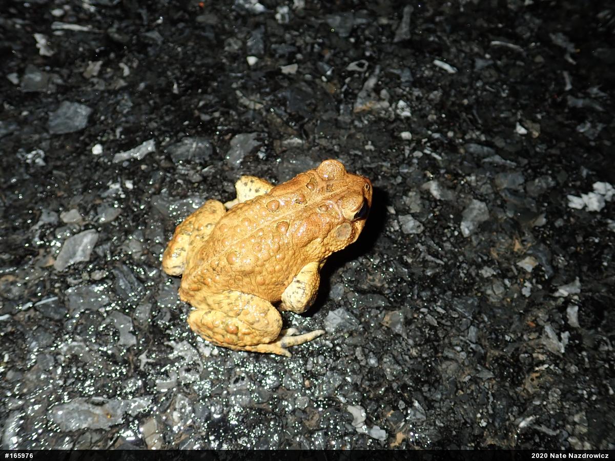 Eastern American Toad