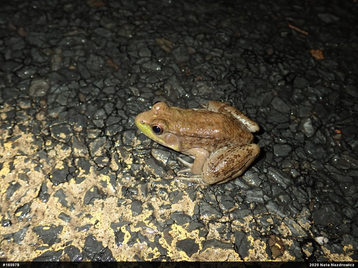 Green Frog