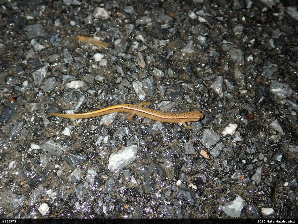 Northern Two-lined Salamander