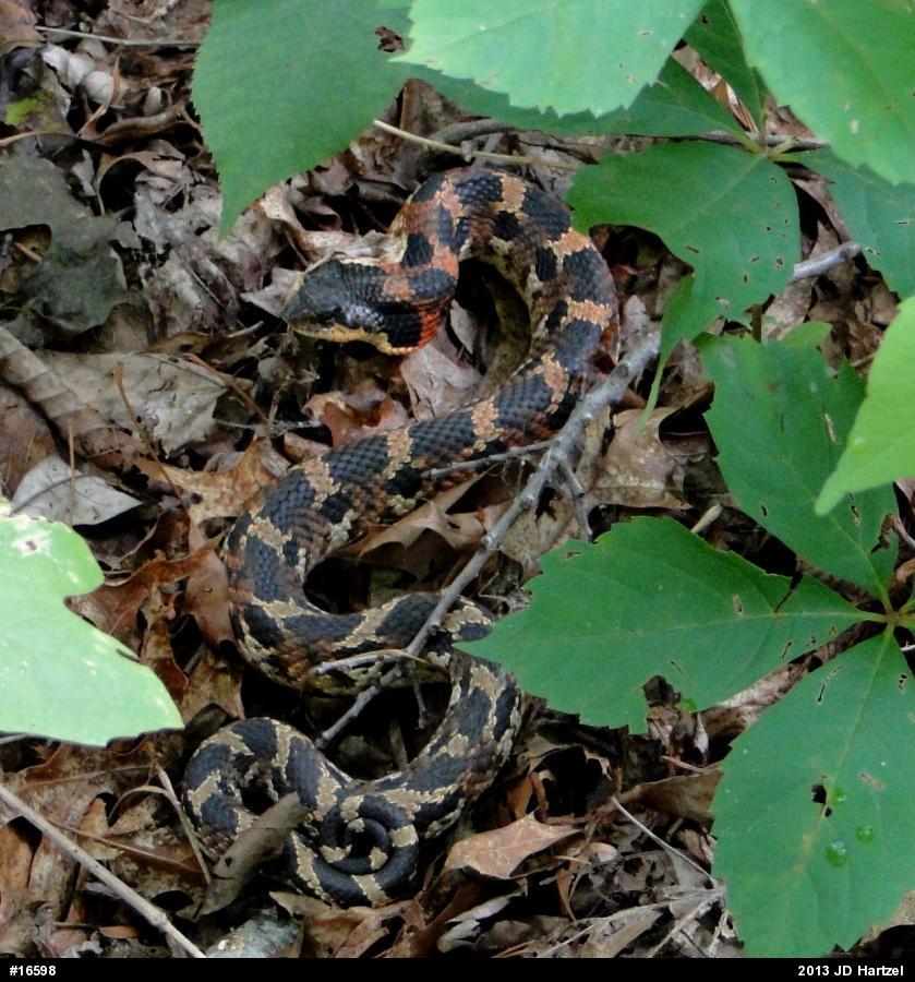 Eastern Hog-nosed Snake