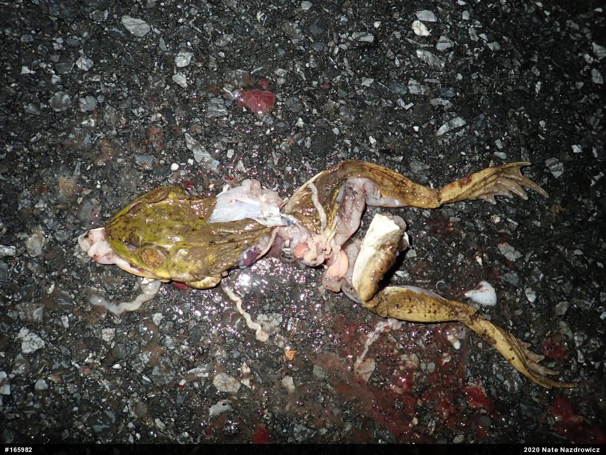 Green Frog