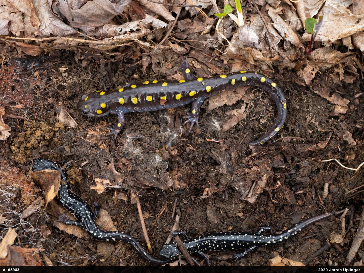 Spotted Salamander