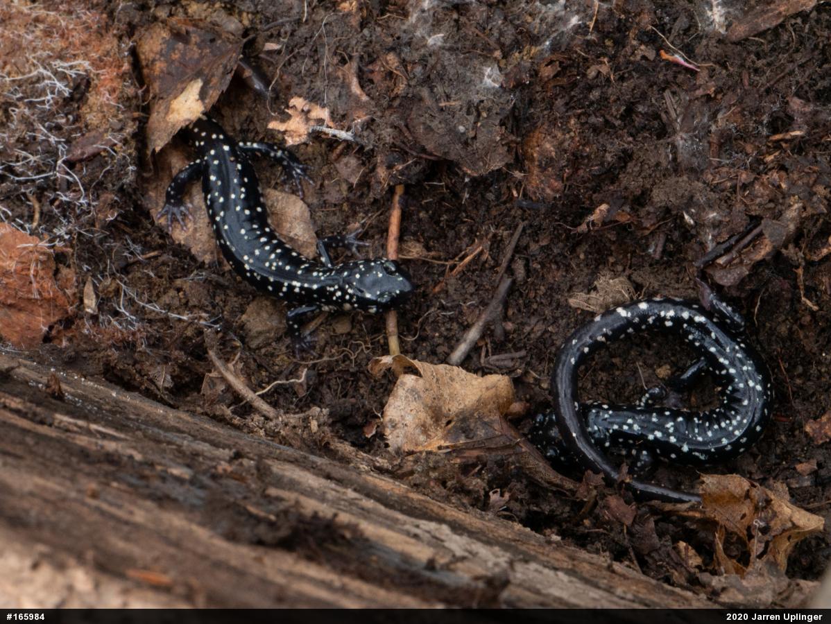 Northern Slimy Salamander
