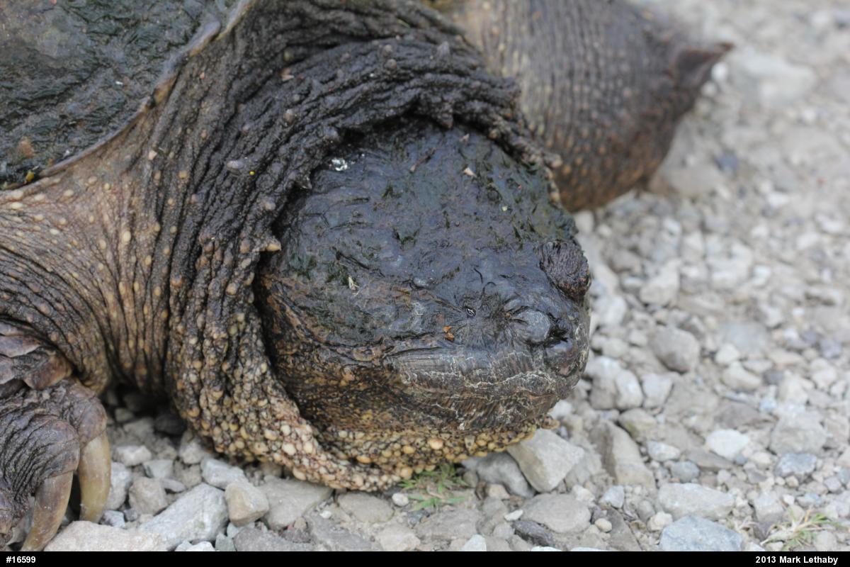 Snapping Turtle