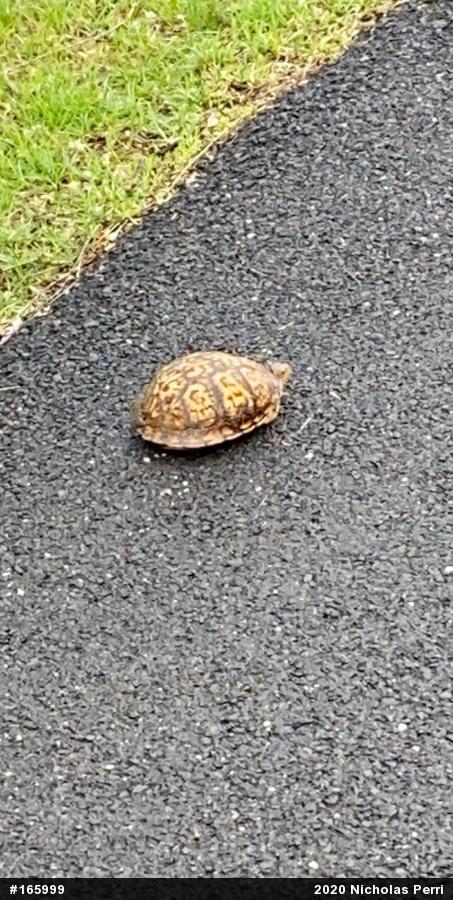 Eastern Box Turtle