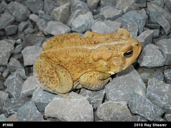 Eastern American Toad