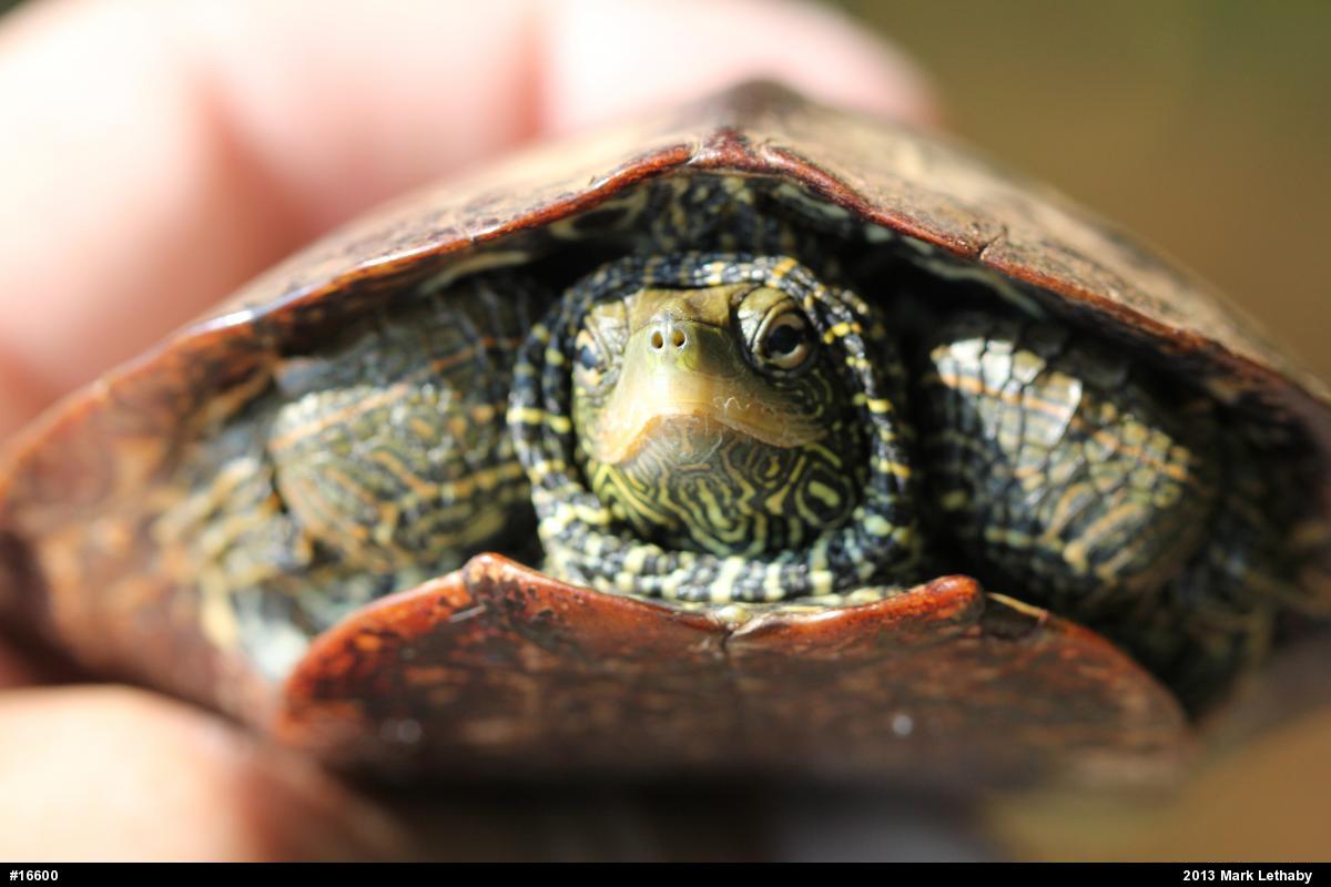 Northern Map Turtle