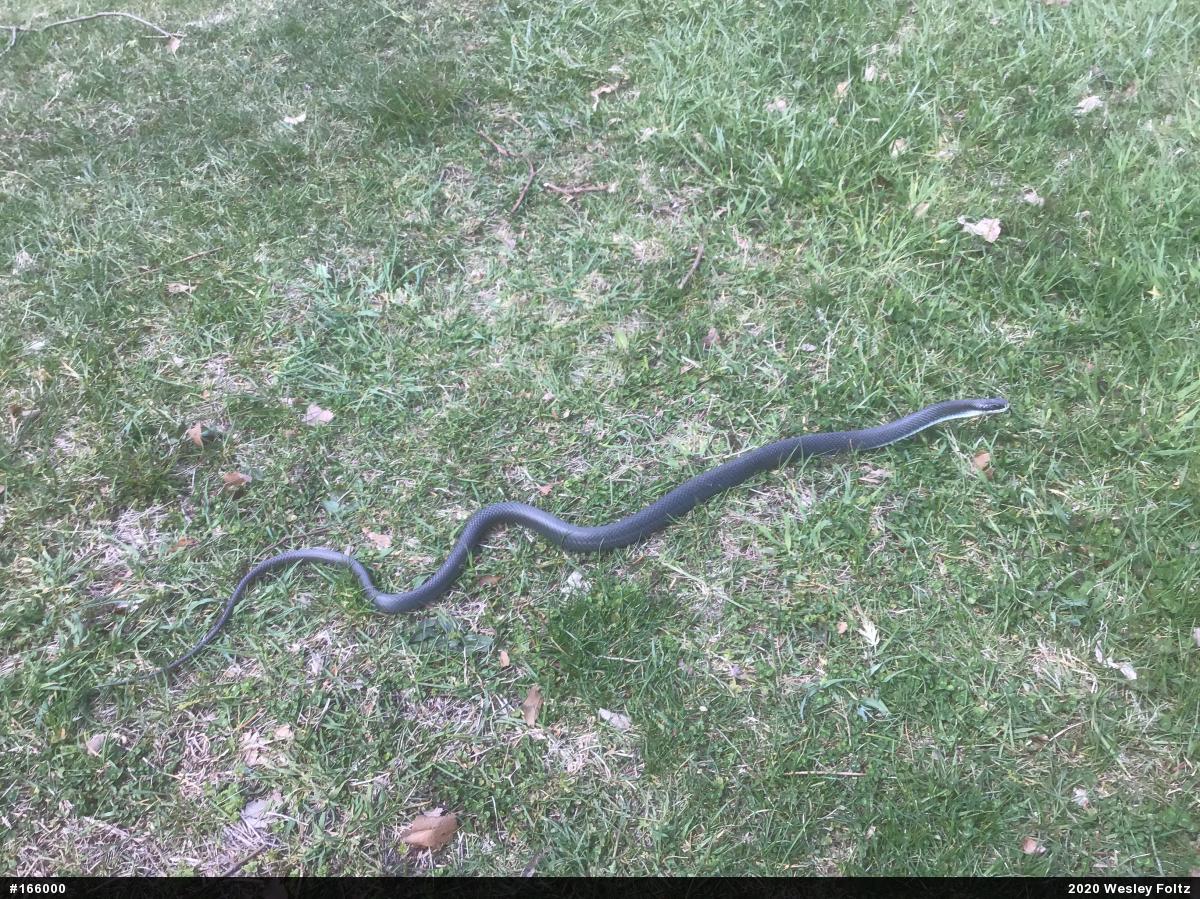 Eastern Ratsnake