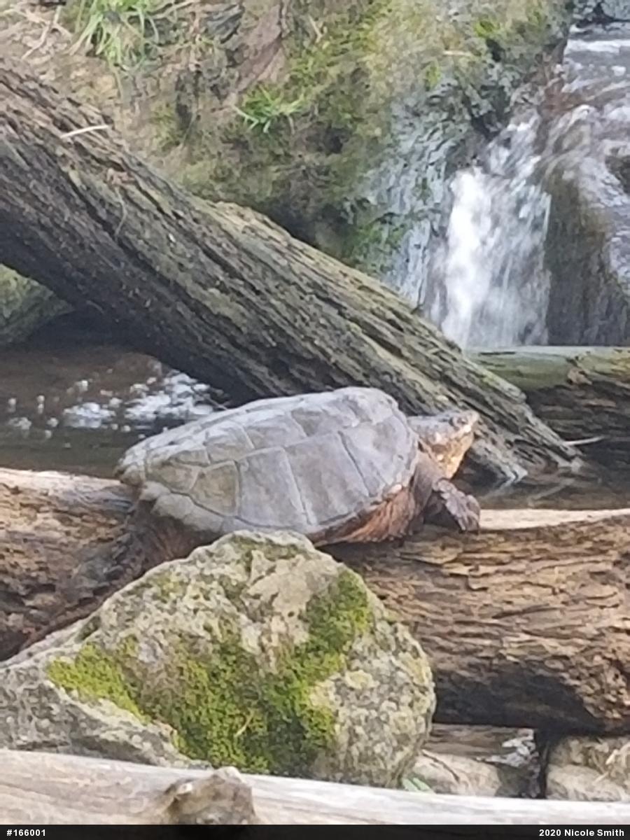 Snapping Turtle