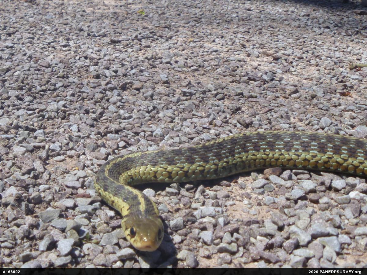 Eastern Gartersnake