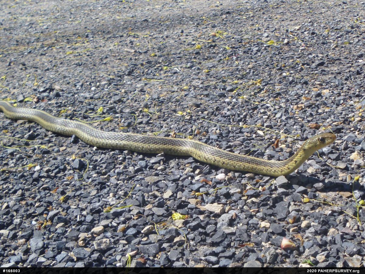 Eastern Gartersnake