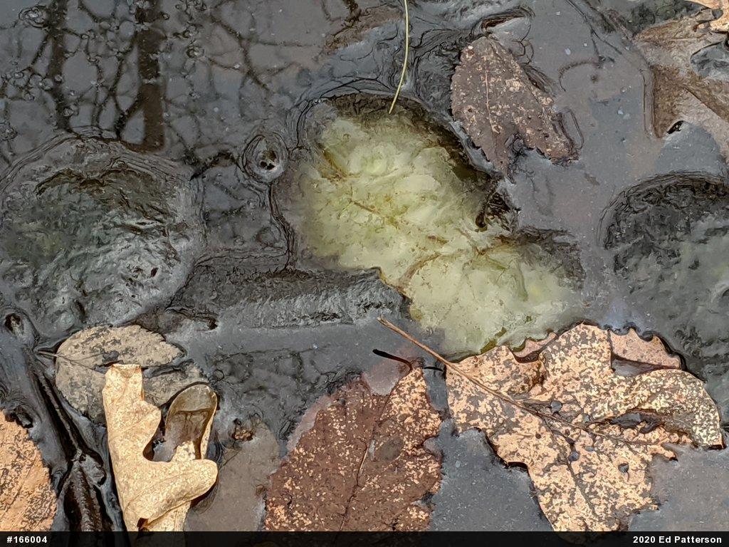 Spotted Salamander