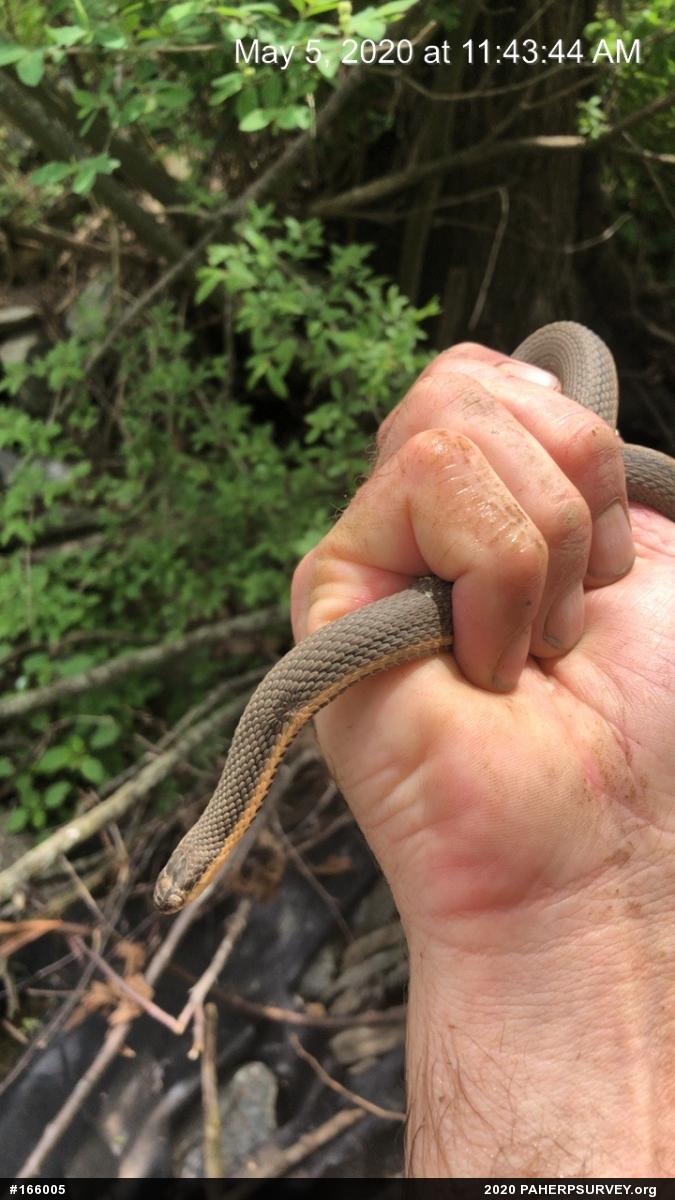 Queensnake