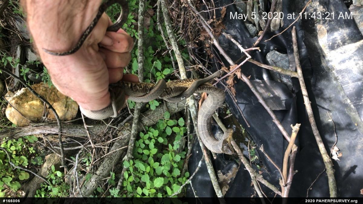 Northern Watersnake