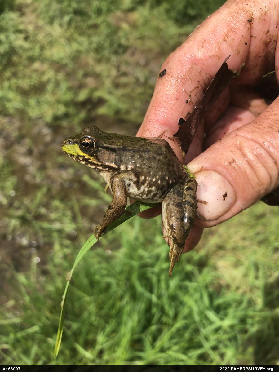 Green Frog