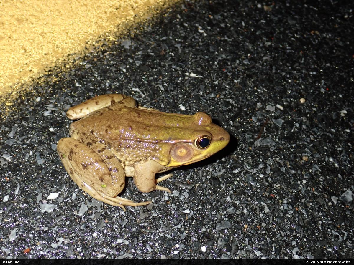 Green Frog