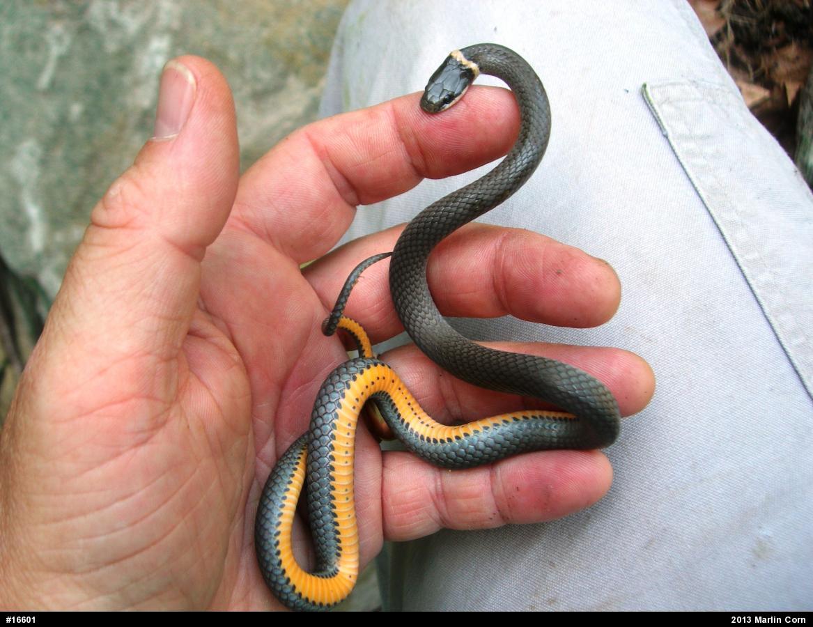 Northern Ring-necked Snake