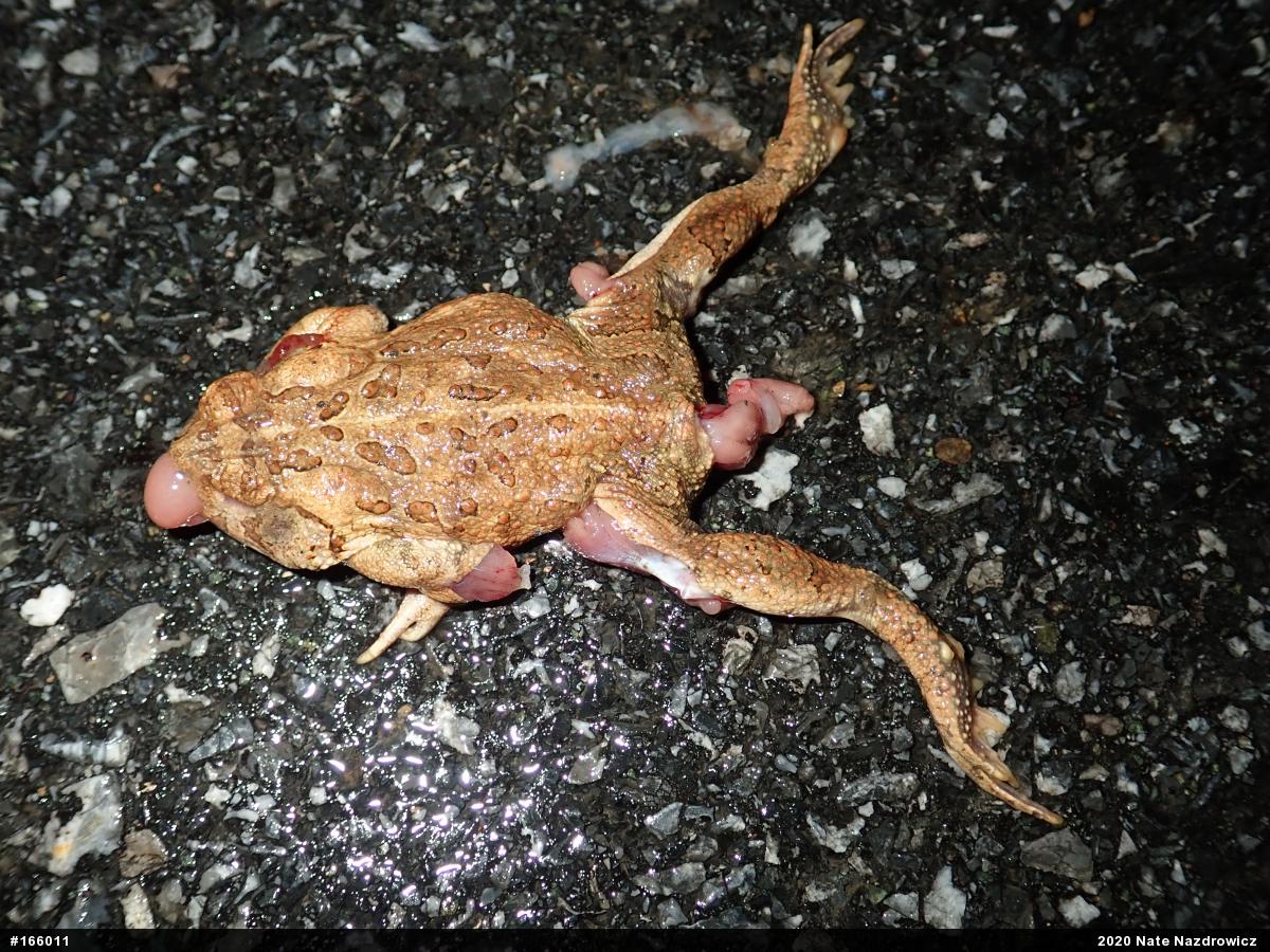 Fowler's Toad