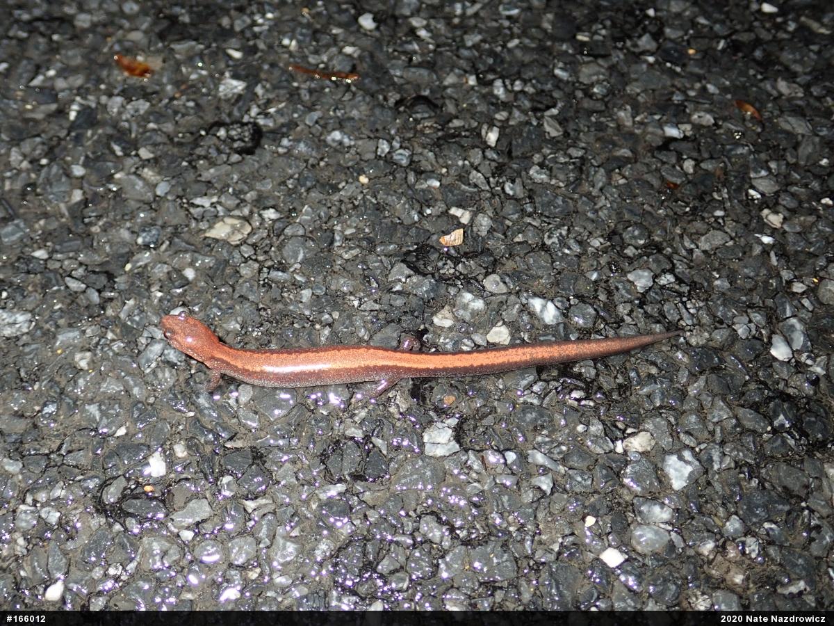 Eastern Red-backed  Salamander