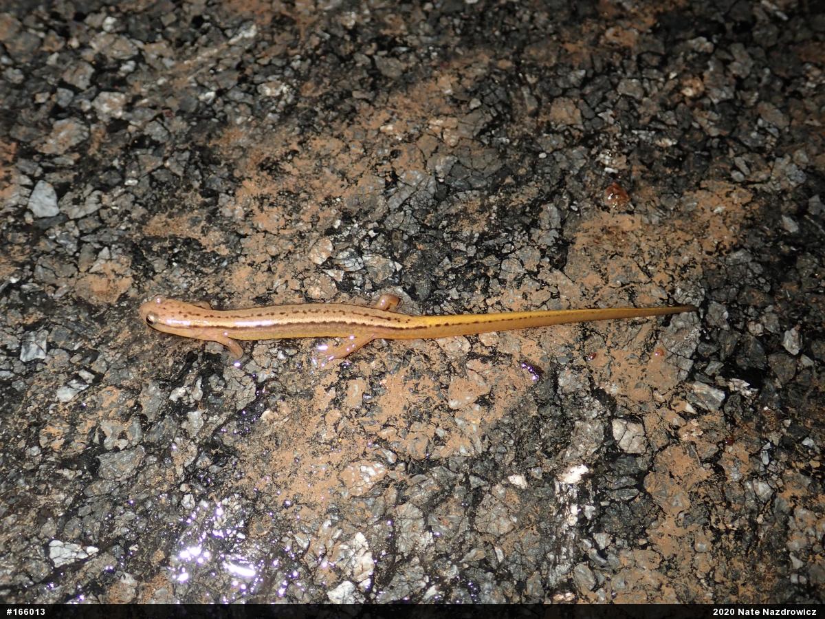 Northern Two-lined Salamander