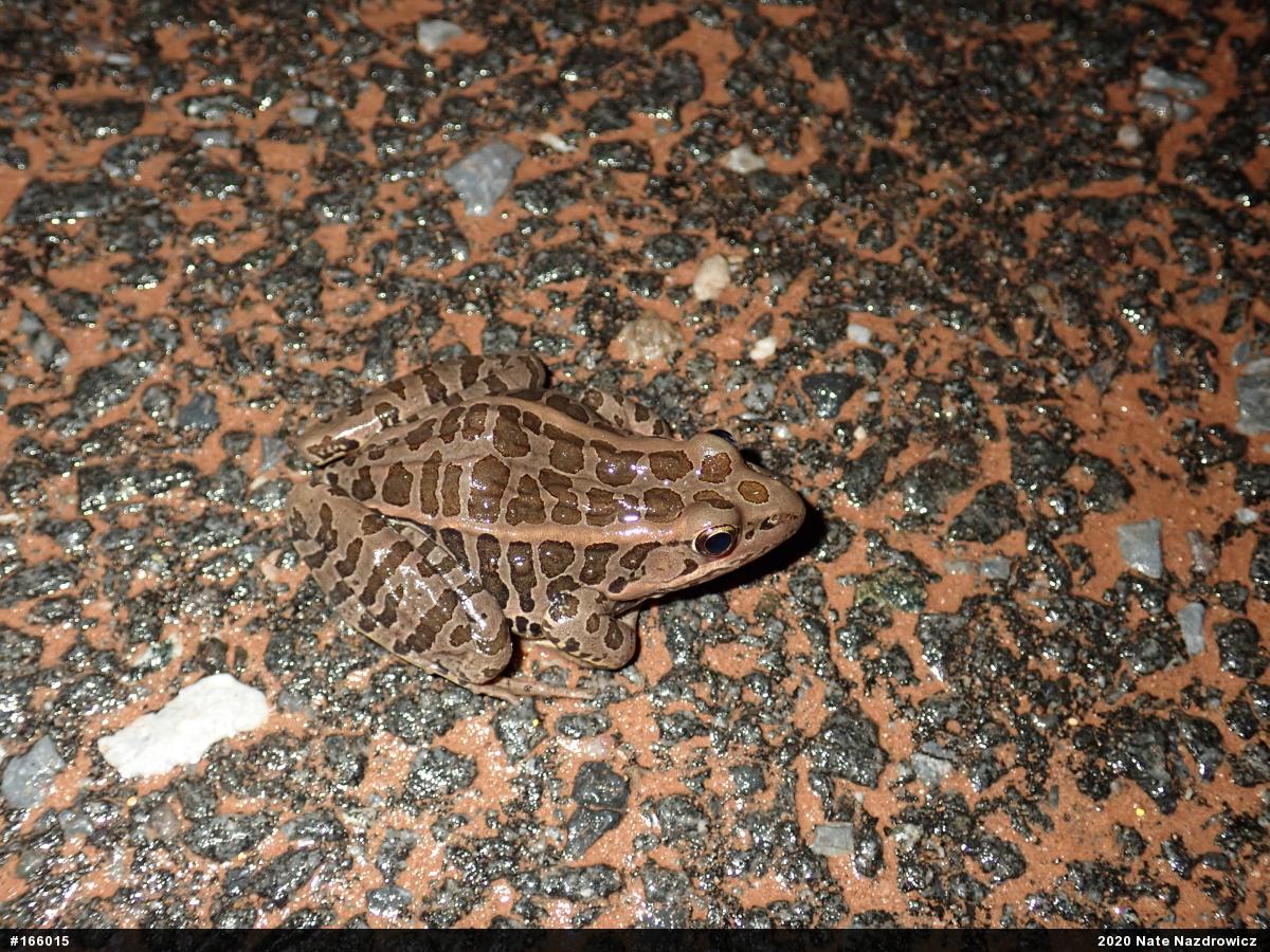 Pickerel Frog