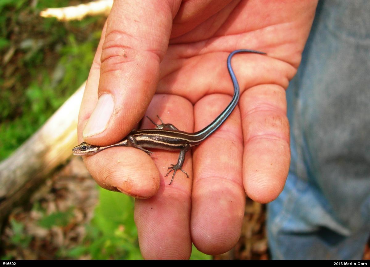 Common Five-lined Skink