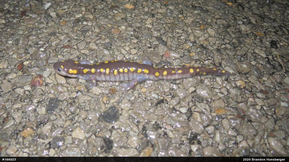 Spotted Salamander