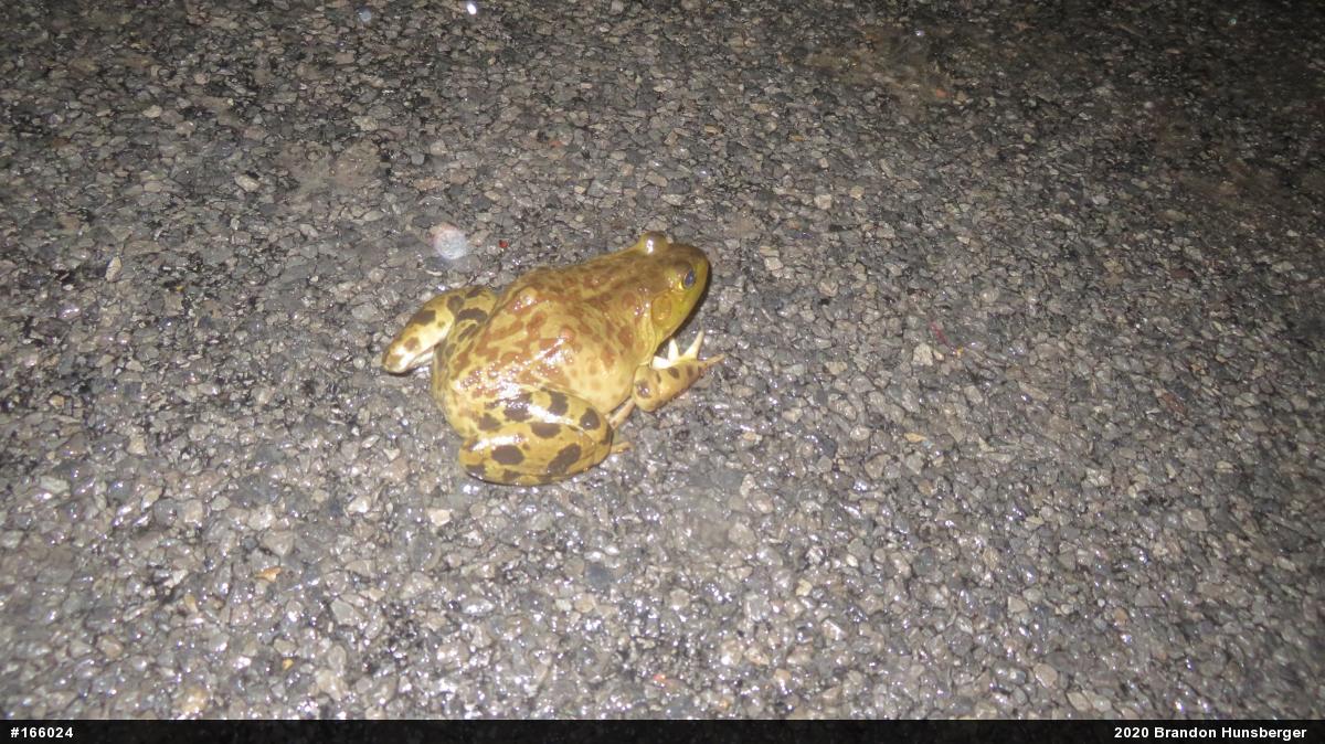 American Bullfrog