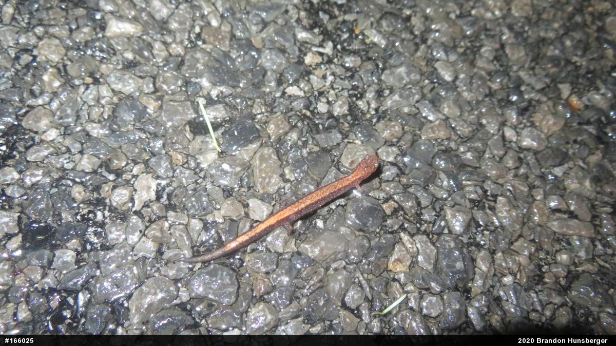 Eastern Red-backed  Salamander